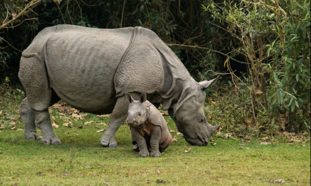 Mother and baby rhinoceros in nature at Kaziranga National Park, March 2026
