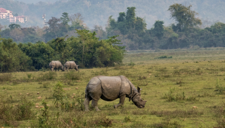 Rhinos in Kaziranga Safari National Park